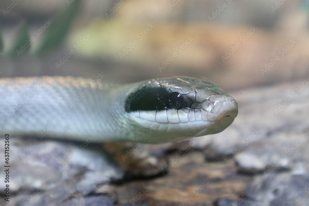 Schönnatter / Beauty rat snake / Orthriophis taeniurus callicyanous or Elaphe taeniura callicyanous Schönnatter / Beauty rat snake / Orthriophis taeniurus callicyanous or Elaphe taeniura callicyanous
