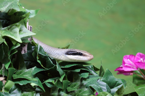 Schönnatter / Beauty rat snake / Orthriophis taeniurus callicyanous or Elaphe taeniura callicyanous photo