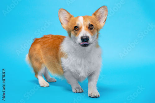 Unfortunate photo of charming corgi dog, heart chest, ear sticking out, tongue sticking out, funny little monster Image of aggressive puppy, stern cruel look Rabies vaccination, raising, socialization