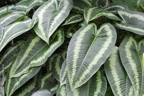 Close up of leaves on a schismatoglottis plant in a tropical garden photo