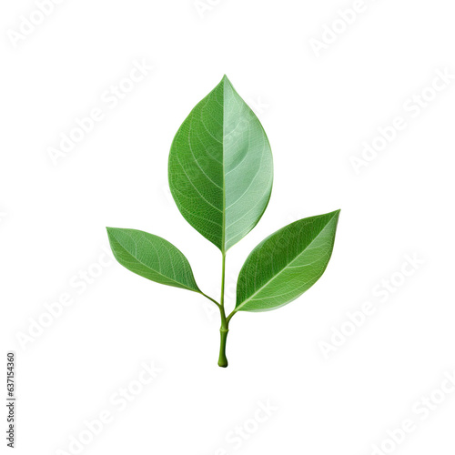 Isolated green leaf on transparent background with copy space and clipping path