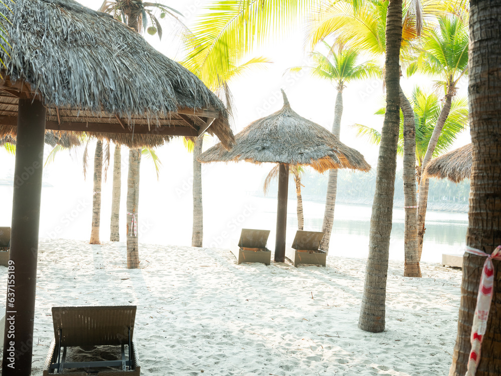 Fototapeta premium palm tree on the beach 