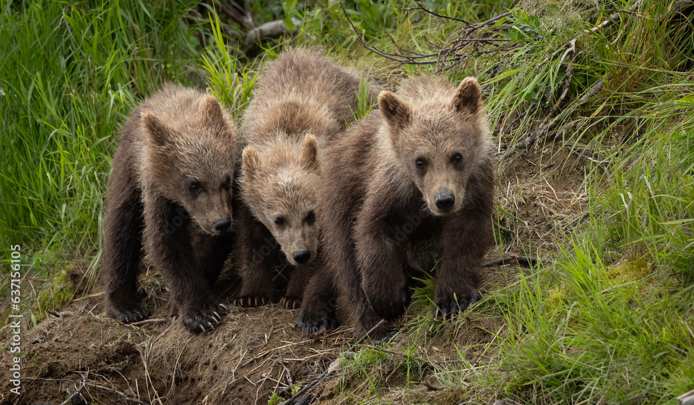 Fototapeta premium Brown Bear Cubs in Katmai Alaska