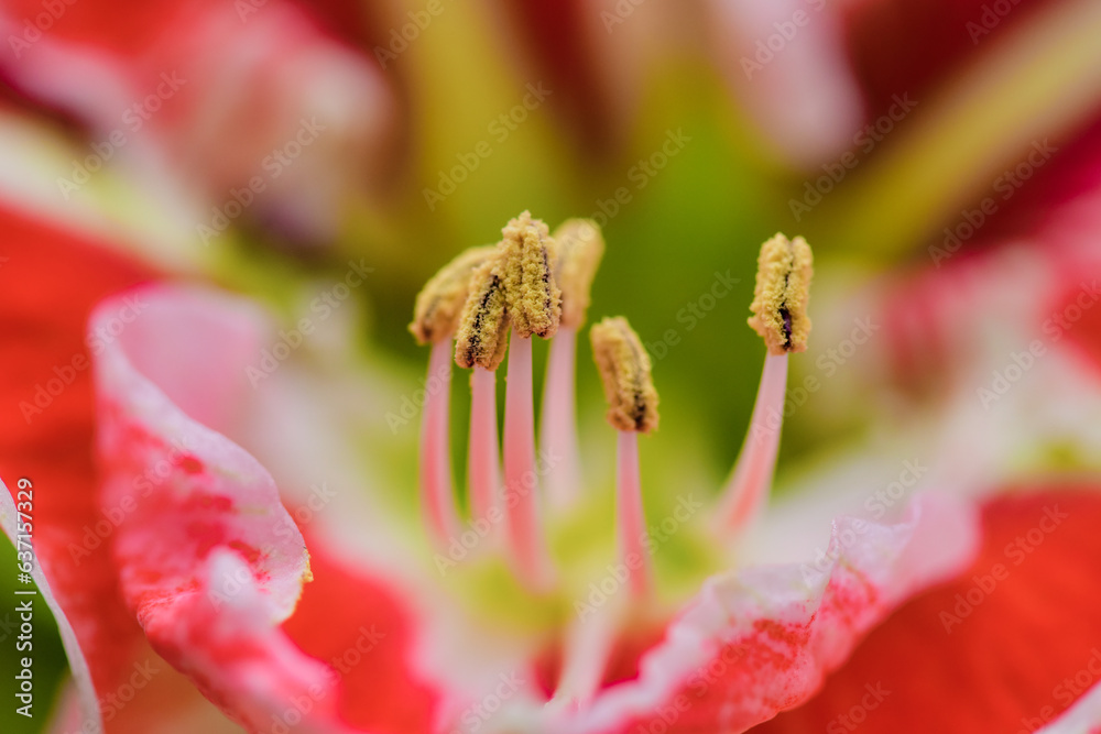 Macro photography close-up of flowers - petals and stamens of vermilion Macro photography close-up of flowers - petals and stamens of vermilion