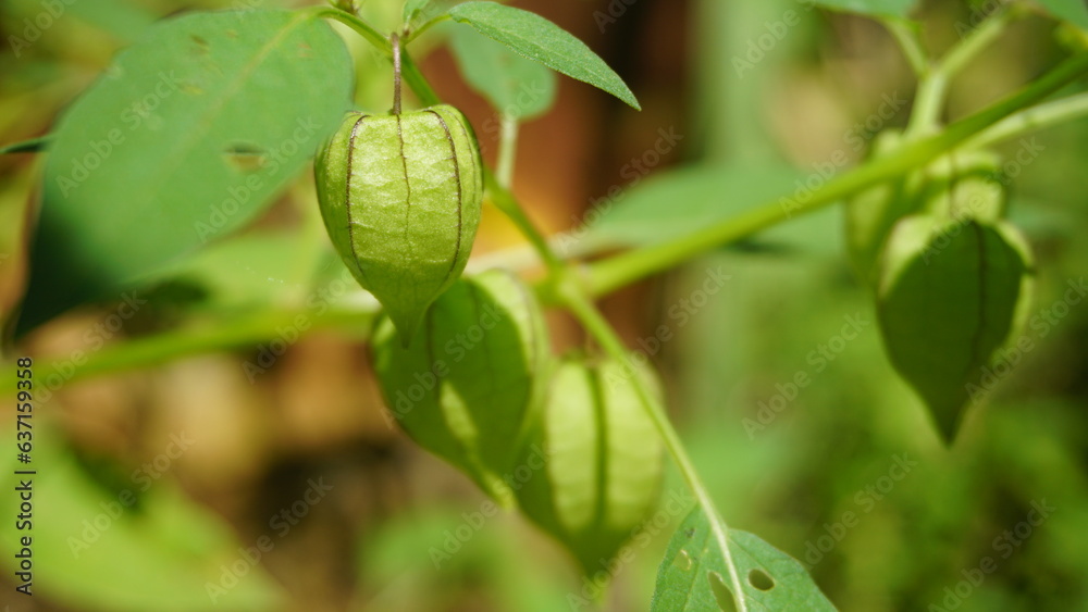 iplukan is a wild plant whose fruit can be eaten and can be used as an alternative medicine iplukan is a wild plant whose fruit can be eaten and can be used as an alternative medicine