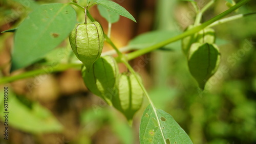 iplukan is a wild plant whose fruit can be eaten and can be used as an alternative medicine