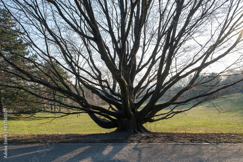 old magic witch tree in the park photo