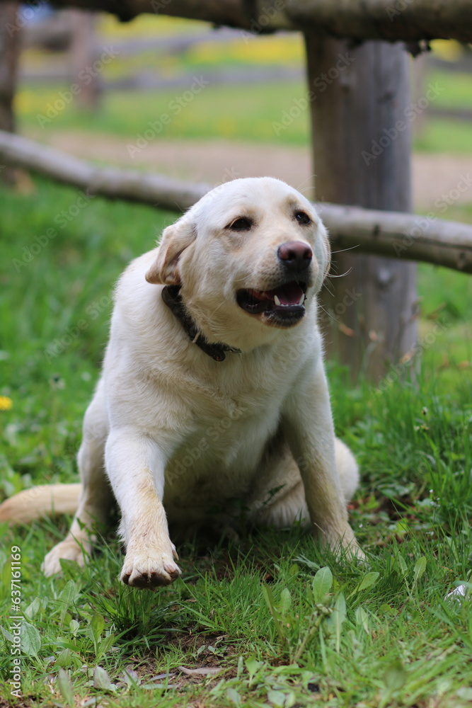 golden retriever in the grass golden retriever in the grass
