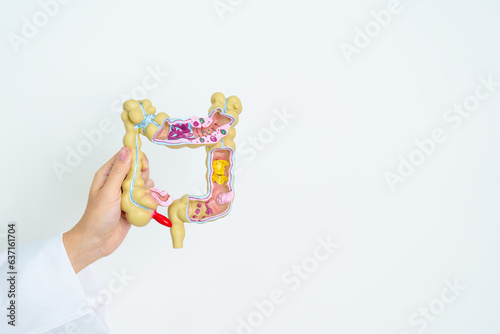 Doctor with human Colon anatomy model. Colonic disease, Large Intestine, Colorectal cancer, Ulcerative colitis, Diverticulitis, Irritable bowel syndrome, Digestive system and Health concept photo