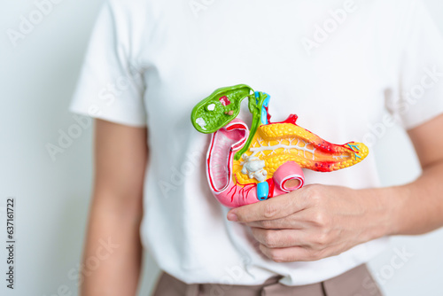 Foto Woman holding human Pancreatitis anatomy model with Pancreas, Gallbladder, Bile Duct, Duodenum, Small intestine
