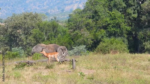 Impala and elephant, side by side portrait. Static view. South Africa