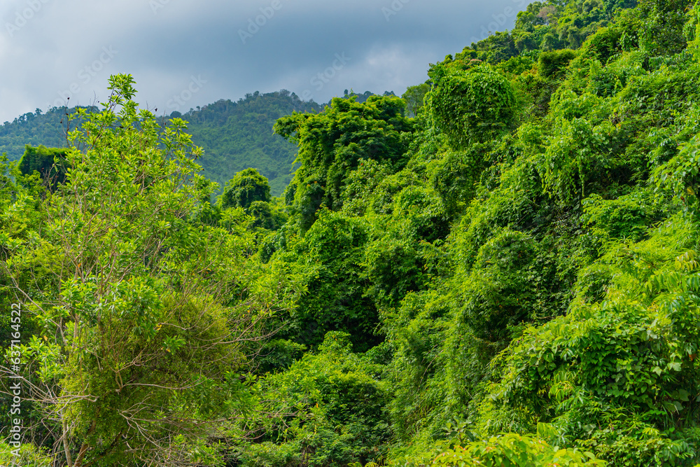 Rainforest. Hills near Nha Trang in Vietnam.