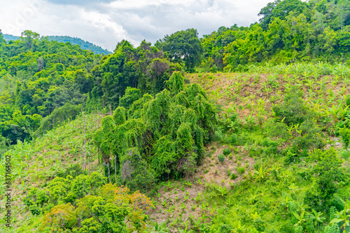 Rainforest. Hills near Nha Trang in Vietnam. © MASTERVIDEOSHAR