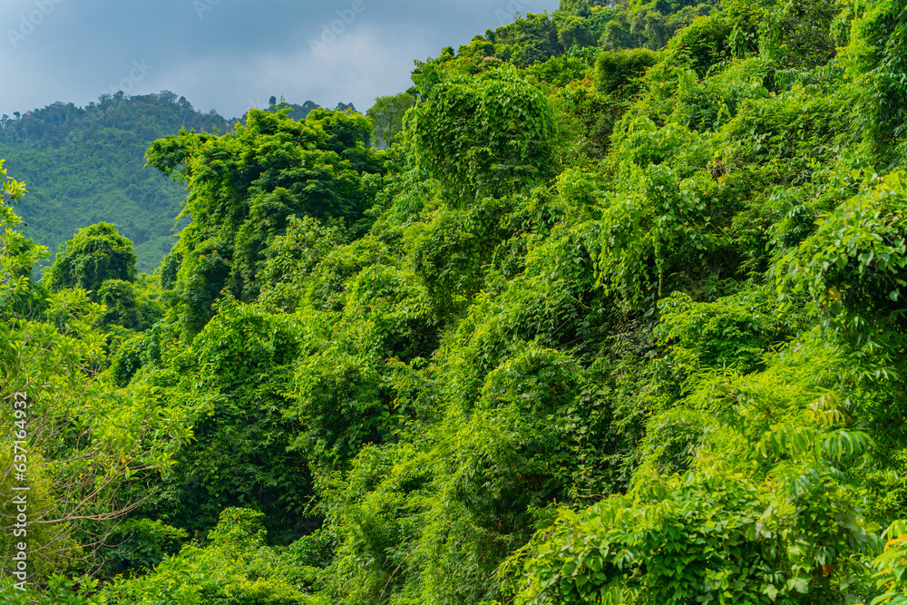 Rainforest. Hills near Nha Trang in Vietnam.