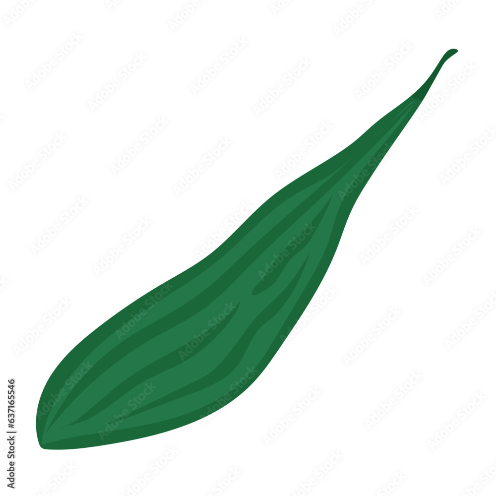 Luffa vegetable flat vector illustration, loofa or loofah vegetables in cartoon style Luffa vegetable flat vector illustration, loofa or loofah vegetables in cartoon style