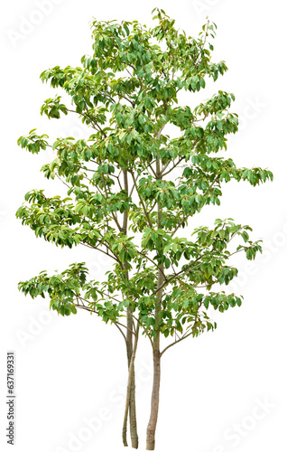 Cuadro en lienzo ソヨゴ　3月撮影　樹高約230cm