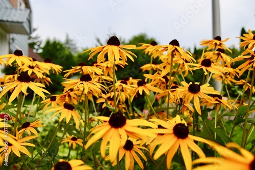 Rudbeckia