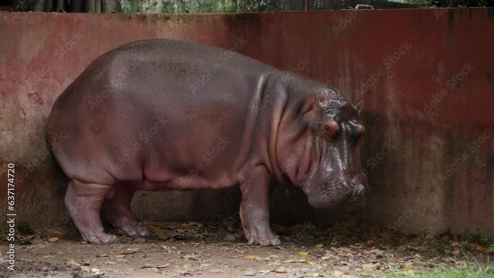 There is a large hippopotamus at the zoo in a spacious enclosure There is a large hippopotamus at the zoo in a spacious enclosure