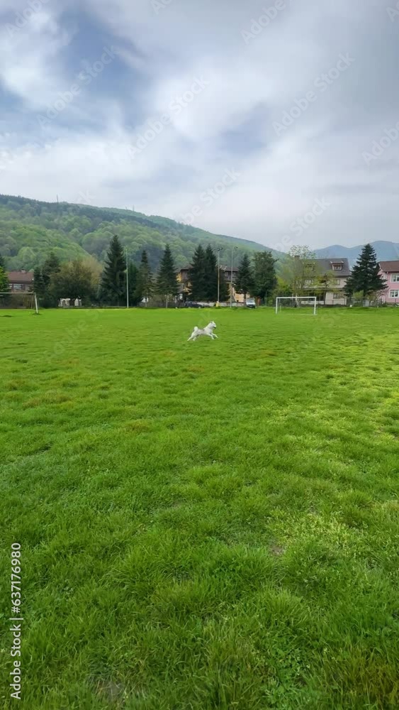 A white beautiful husky running in a field A white beautiful husky running in a field