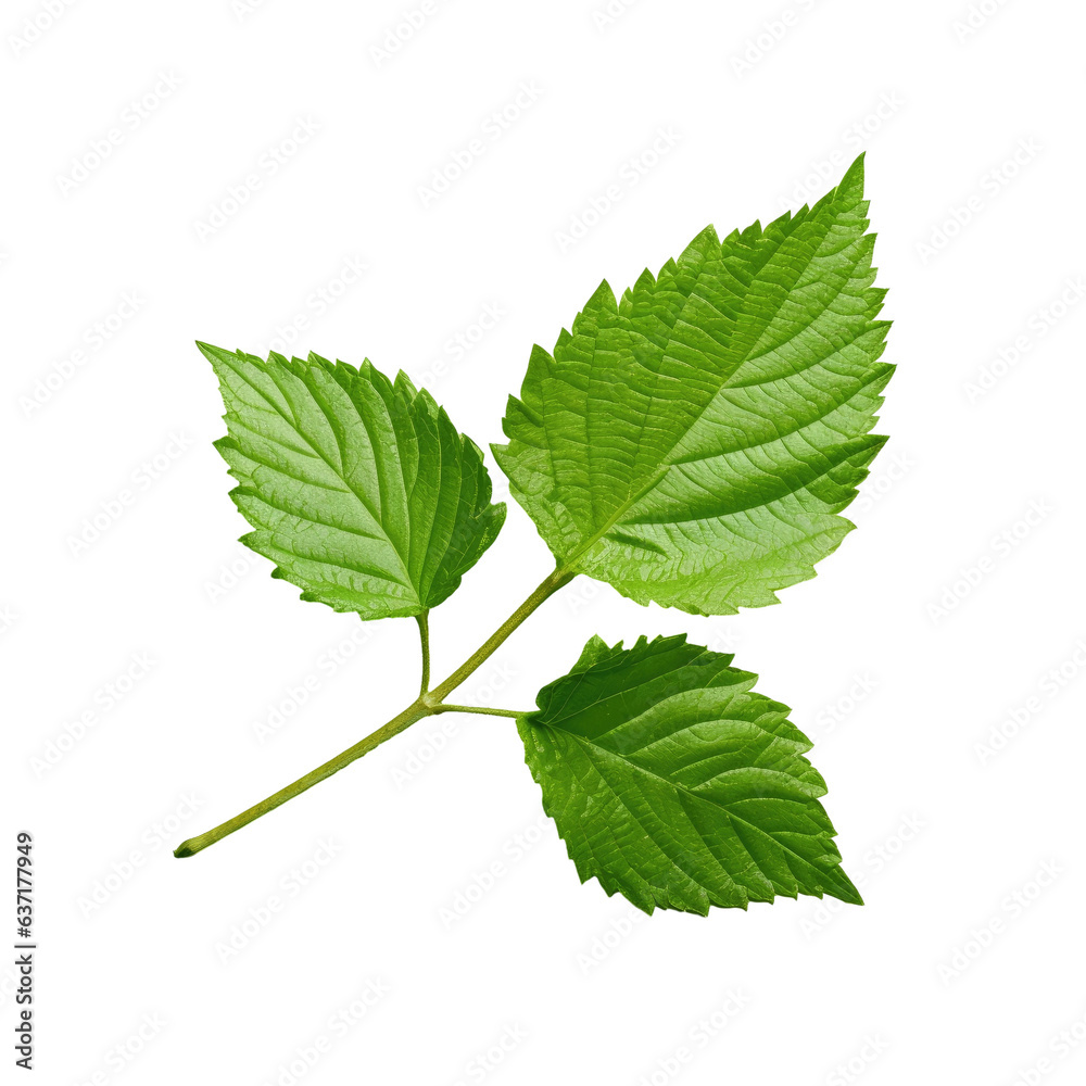 transparent background Mulberry leaf Tea transparent background Mulberry leaf Tea