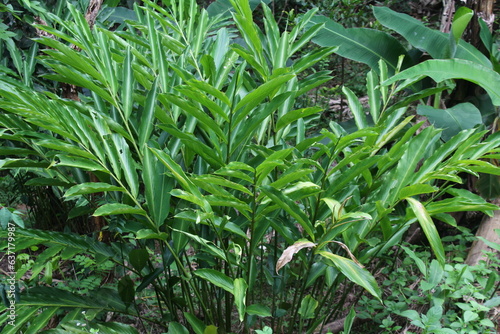 Bright Green Leaves of the Aromatic True Cardamom Plant Elettaria cardamomum