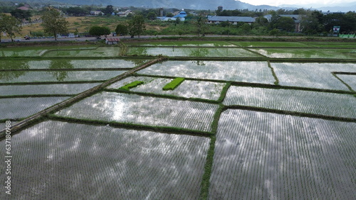 aerial view of paddy fields. Aerial view of agriculture in rice fields for cultivation in Gorontalo Province, Indonesia. Natural the texture for background 