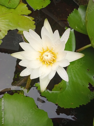 white beauty pondlotus   blossom summer beauty pond
florawater nature lily pink plant leaf bloom photo