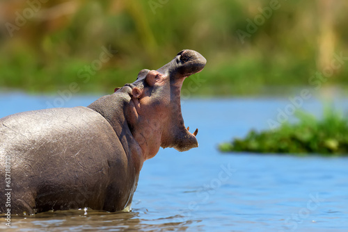Hippo family (Hippopotamus amphibius) in the water, Africa
