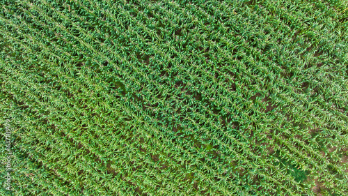 aerial top view photo from drone of growing maize field in rural agricultural industrail area,
