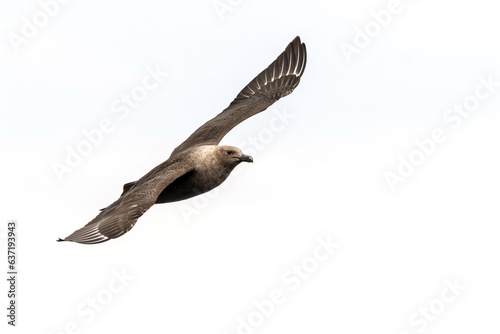 South Polar Skua (Catharacta maccormicki) in flight. Tutukaka, New Zealand photo