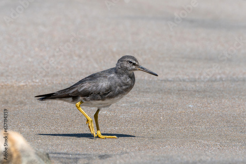 Wandering Tattler (Tringa incana) wader shorebird with yellow legs on sandy beach.