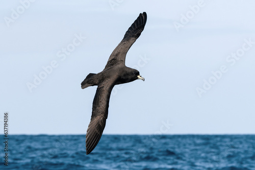 Westland Petrel (Procellaria westlandica) seabird in flight gliding with view of upperwings and the ocean and sky in background. Tutukaka, New Zealand. photo