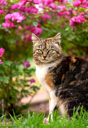 Cat portrait. Animal care. A cute domestic tricolor cat sits on the path under a bush of flowering roses on her yard. Beauty in nature, pet care, human next to animals