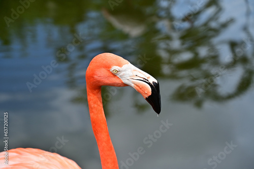 close up of a pink flamingo