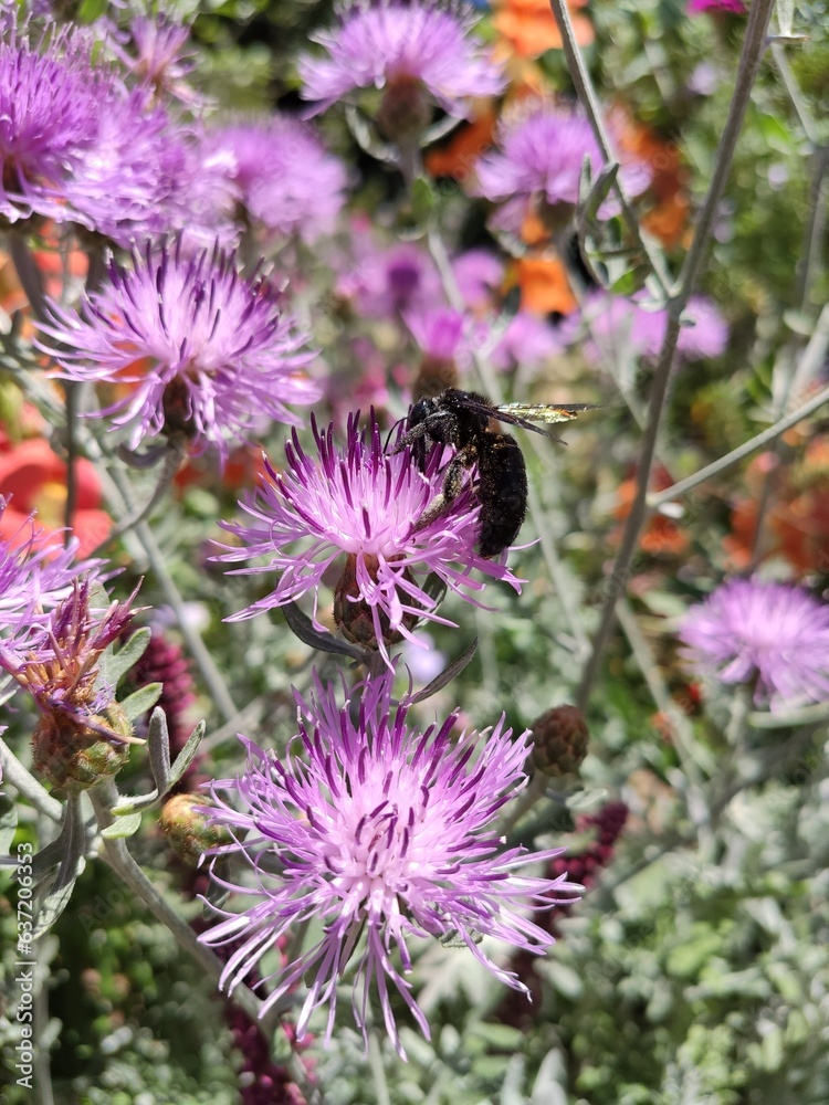 Centaurea scabiosa Greater knapweed garden bee Centaurea scabiosa Greater knapweed garden bee