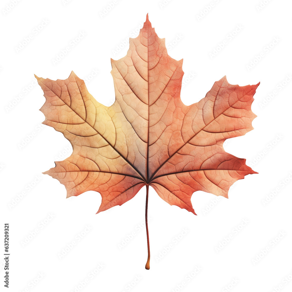 Isolated black autumn leaf