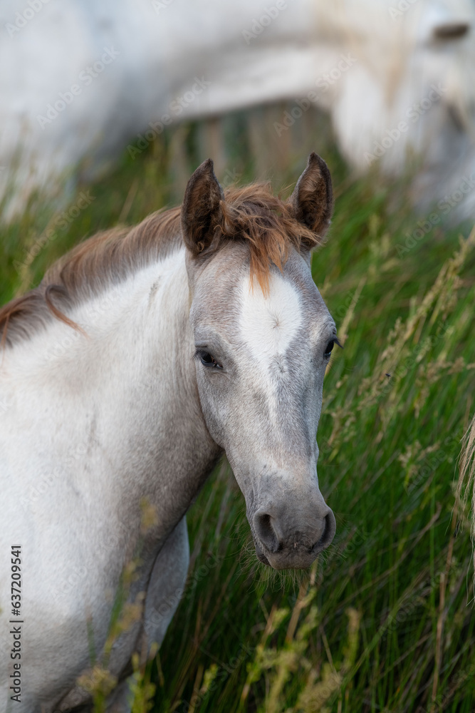Obraz premium Camargue Horse, Adult and foal eating Grass through Swamp, Saintes Marie de la Mer in Camargue, in the South of France, High quality photo