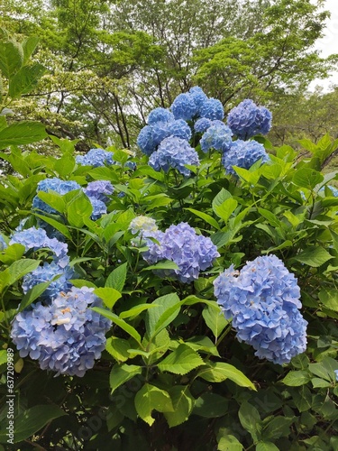 Blue Hydrangea flower garden photo