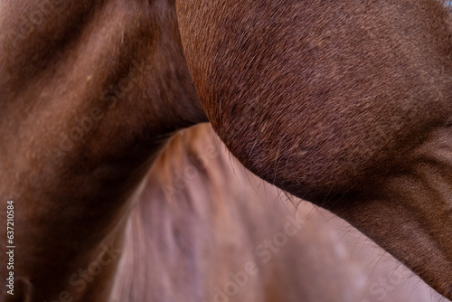 close up of a horse © Petr