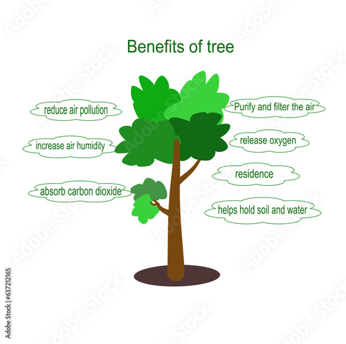 Infographics with benefits of tree, vector illustration