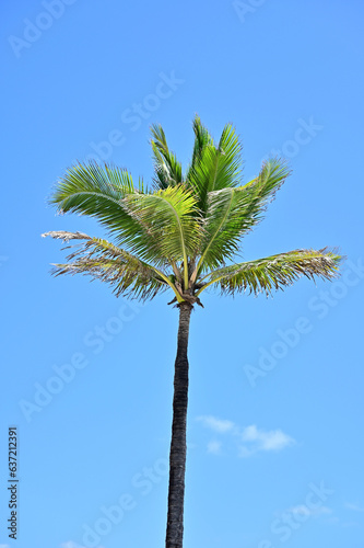 palm tree against blue sky