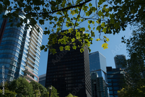 Cuadro en lienzo Tree branches frame skyline in the middle of summer day near Coal Harbour and Ha