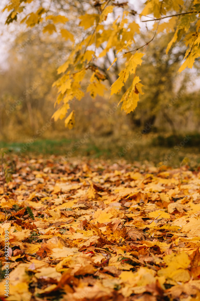 Yellow and Orange Autumn Leaves Background. Autumn background