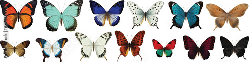 Vector Collection illustration of beautiful butterflies on white background.