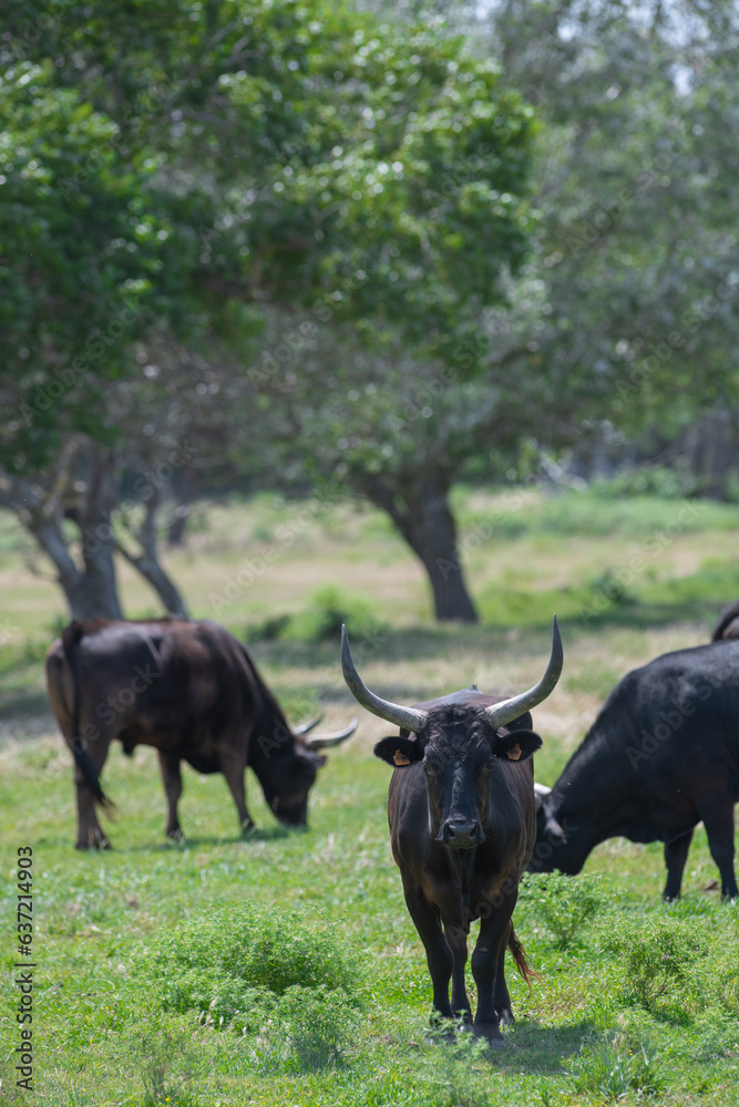 Young Camargue bull in the south of France, Bulls raised in the ponds of the Camargue for the Camargue races, High quality photo Young Camargue bull in the south of France, Bulls raised in the ponds of the Camargue for the Camargue races, High quality photo