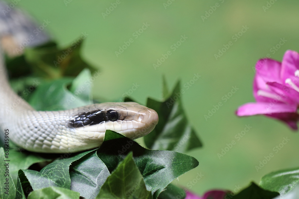 Schönnatter / Beauty rat snake / Orthriophis taeniurus callicyanous or Elaphe taeniura callicyanous Schönnatter / Beauty rat snake / Orthriophis taeniurus callicyanous or Elaphe taeniura callicyanous