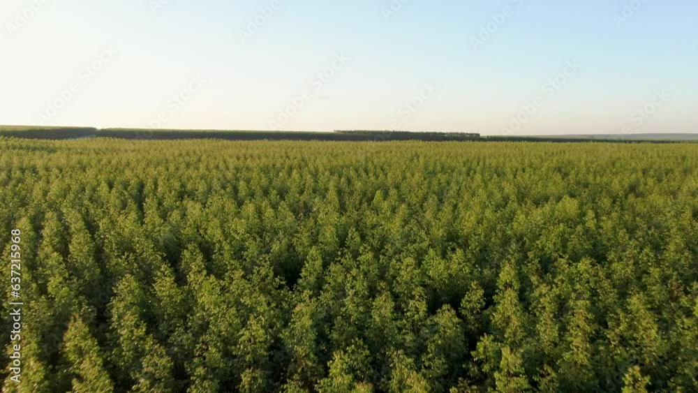 aerial scene of a eucalyptus forest, Dolly reverse and tilt down aerial scene of a eucalyptus forest, Dolly reverse and tilt down