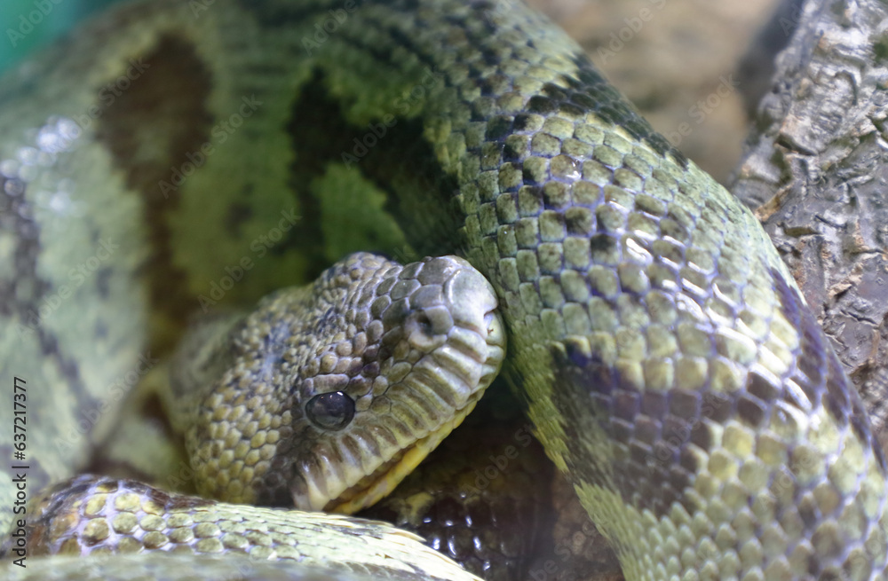 Fototapeta premium Madagaskar-Hundskopfboa / Madagascar tree boa / Sanzinia madagascariensis