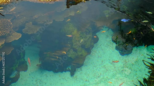 Coral reef and fishes