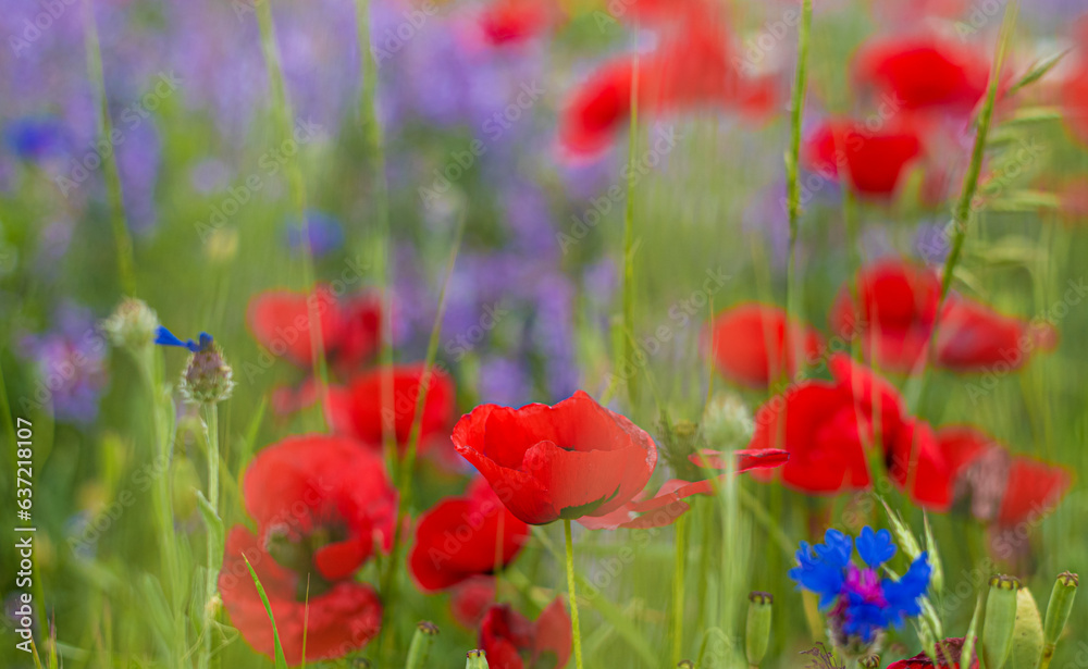 Obraz premium Red poppies and blue cornflowers in a flower field